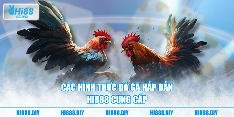 Các hình thức đá gà hấp dẫn HI888 cung cấp Các hình thức đá gà hấp dẫn HI888 cung cấp