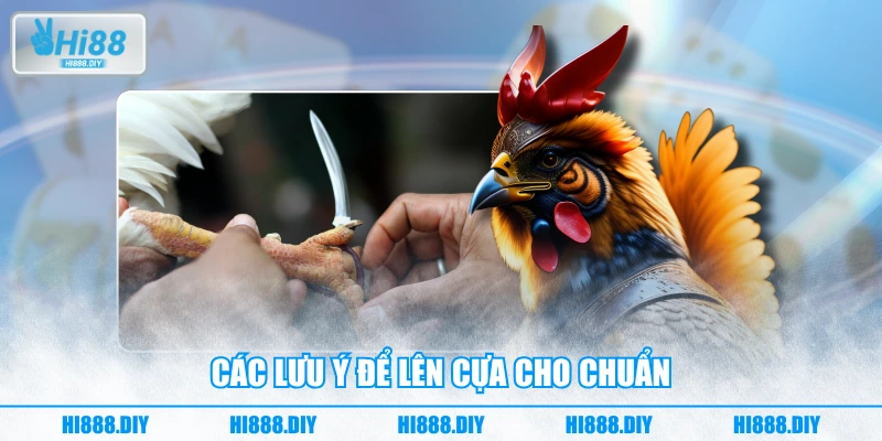 Các lưu ý để lên cựa cho chuẩn Các lưu ý để lên cựa cho chuẩn