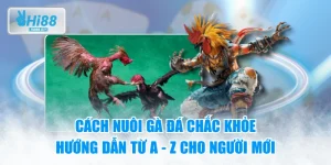Cách Nuôi Gà Đá Chắc Khỏe - Hướng Dẫn Từ A - Z Cho Người Mới