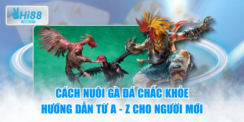 Cách Nuôi Gà Đá Chắc Khỏe - Hướng Dẫn Từ A - Z Cho Người Mới