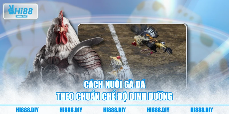 Cách nuôi gà đá theo chuẩn chế độ dinh dưỡng Cách nuôi gà đá theo chuẩn chế độ dinh dưỡng