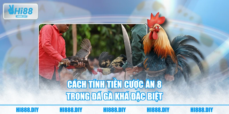 Cách tính tiền cược ăn 8 trong đá gà khá đặc biệt Cách tính tiền cược ăn 8 trong đá gà khá đặc biệt
