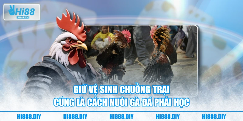 Giữ vệ sinh chuồng trại cũng là cách nuôi gà đá phải học Giữ vệ sinh chuồng trại cũng là cách nuôi gà đá phải học