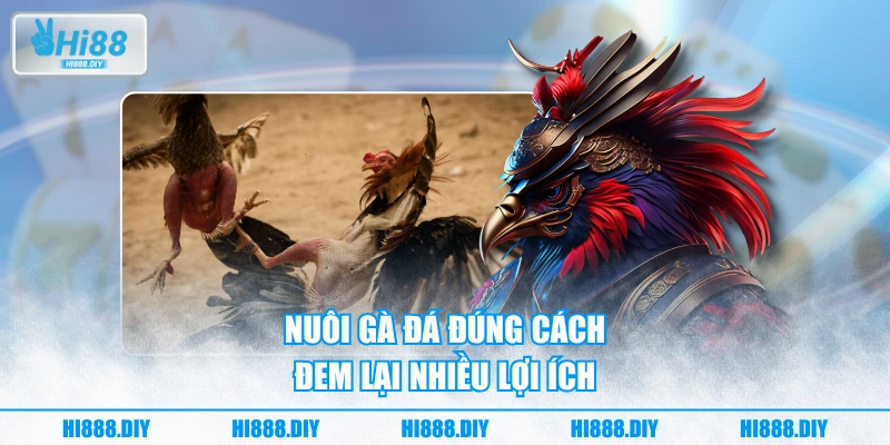 Nuôi gà đá đúng cách đem lại nhiều lợi ích Nuôi gà đá đúng cách đem lại nhiều lợi ích