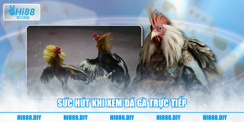 Sức hút khi xem đá gà trực tiếp Sức hút khi xem đá gà trực tiếp
