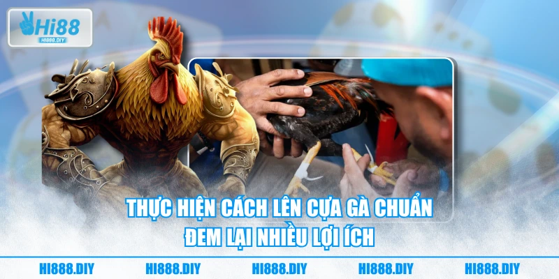 Thực hiện cách lên cựa gà chuẩn đem lại nhiều lợi ích Thực hiện cách lên cựa gà chuẩn đem lại nhiều lợi ích