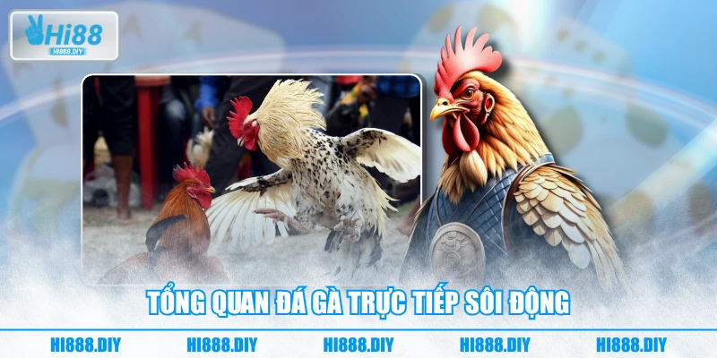 Tổng quan đá gà trực tiếp sôi động Tổng quan đá gà trực tiếp sôi động