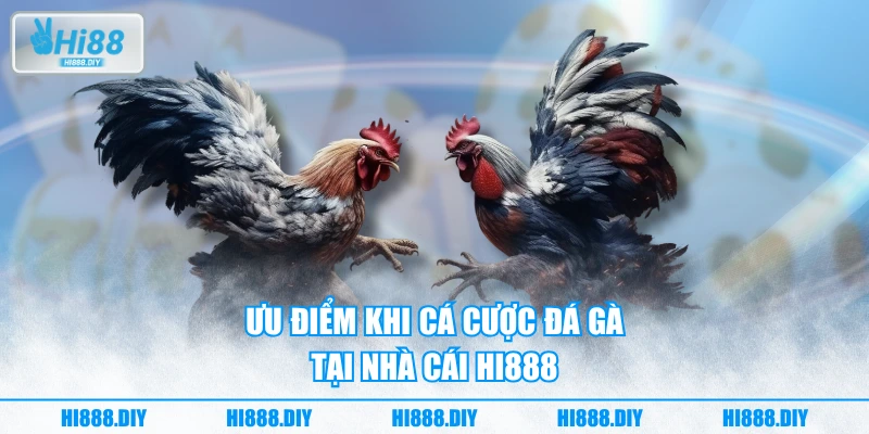 Ưu điểm khi cá cược đá gà tại nhà cái HI888 Ưu điểm khi cá cược đá gà tại nhà cái HI888