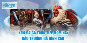 Xem Đá Gà Trực Tiếp Hôm Nay - Đấu Trường Gà Đỉnh Cao