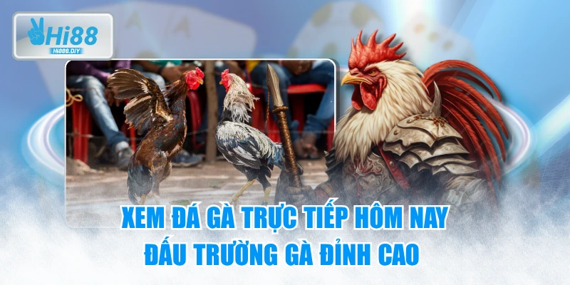 Xem Đá Gà Trực Tiếp Hôm Nay - Đấu Trường Gà Đỉnh Cao