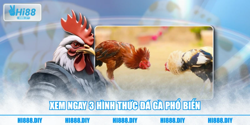 Xem ngay 3 hình thức đá gà phổ biến Xem ngay 3 hình thức đá gà phổ biến